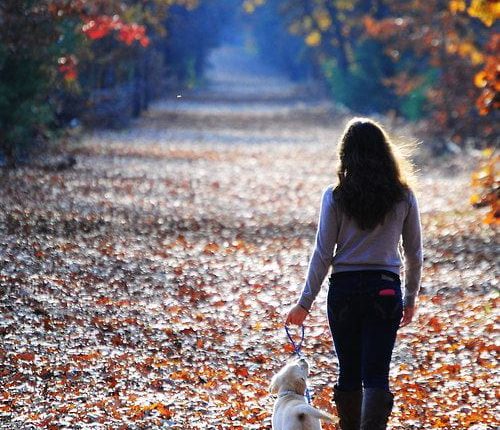 Levar o cão a passear é uma boa forma de incorporar algum exercício na rotina diária fazendo o teu amigo de quatro patas super feliz